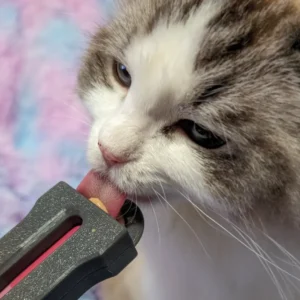 موزع المكافآت السائلة