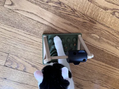 قاعده طعام وعلاج ومكافئة لقطتك - الصورة 3