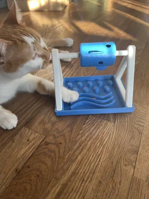 قاعده طعام وعلاج ومكافئة لقطتك - الصورة 5