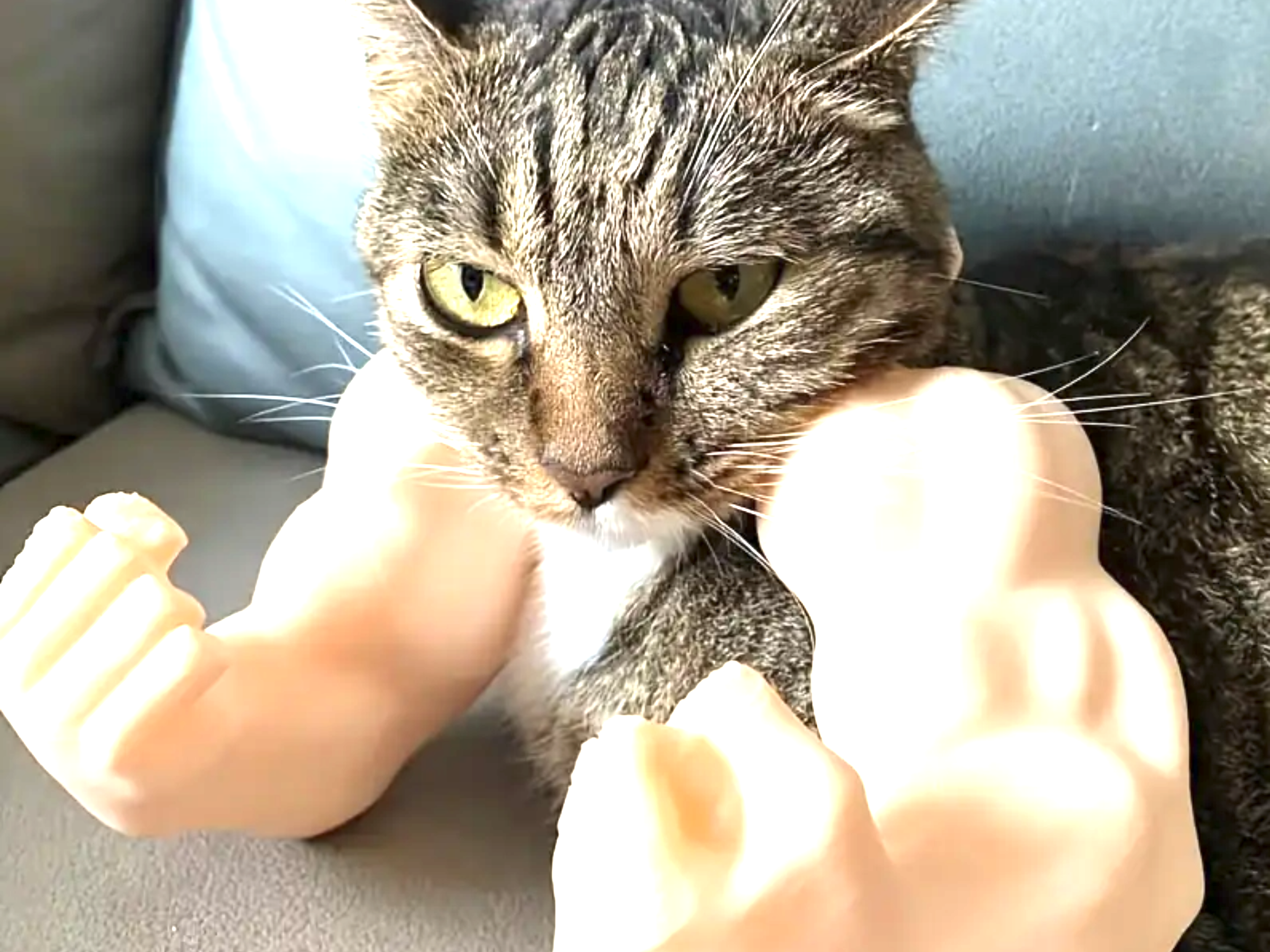 أذرع "القط العملاق" – حوّل قطتك إلى بطل كمال أجسام! - الصورة 4