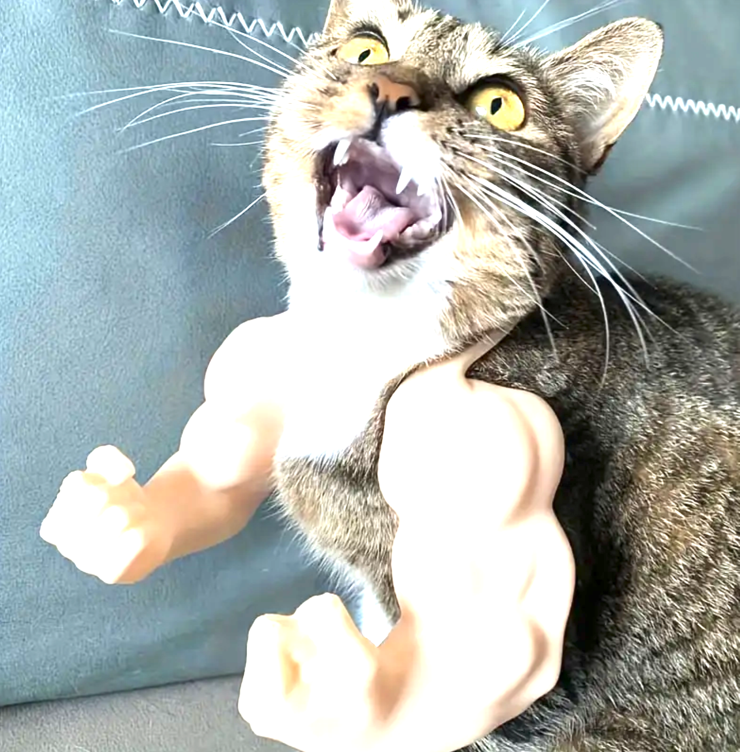 أذرع "القط العملاق" – حوّل قطتك إلى بطل كمال أجسام!